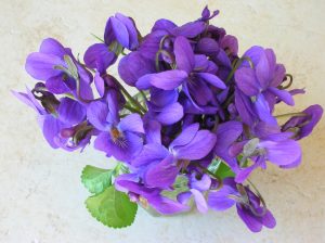 violettes
